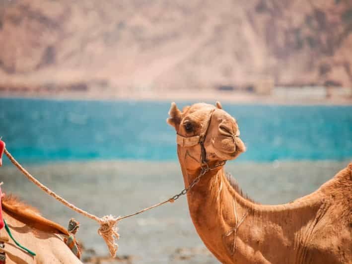 Sharm El Sheikh: Tiran Island Cruise, Snorkel & Dive with Lunch - الصورة 14