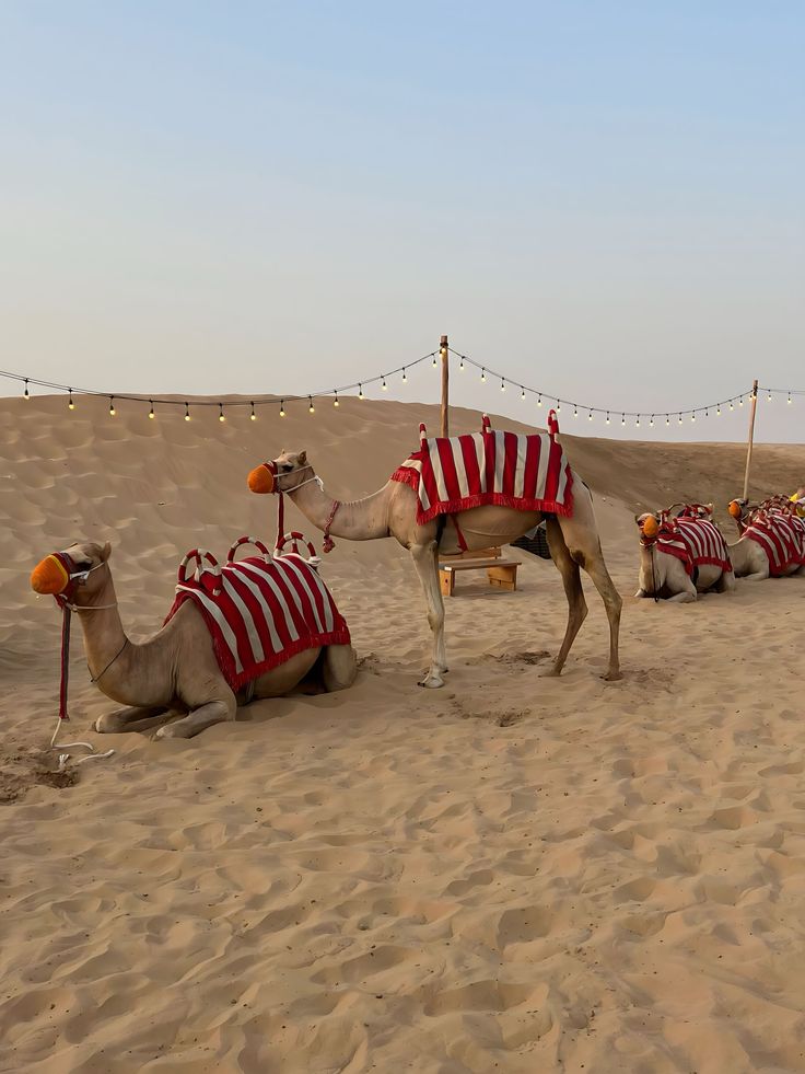 Sharm El Sheikh: 5-in-1 Quad, Camel, Dinner & Stargazing - Image 3