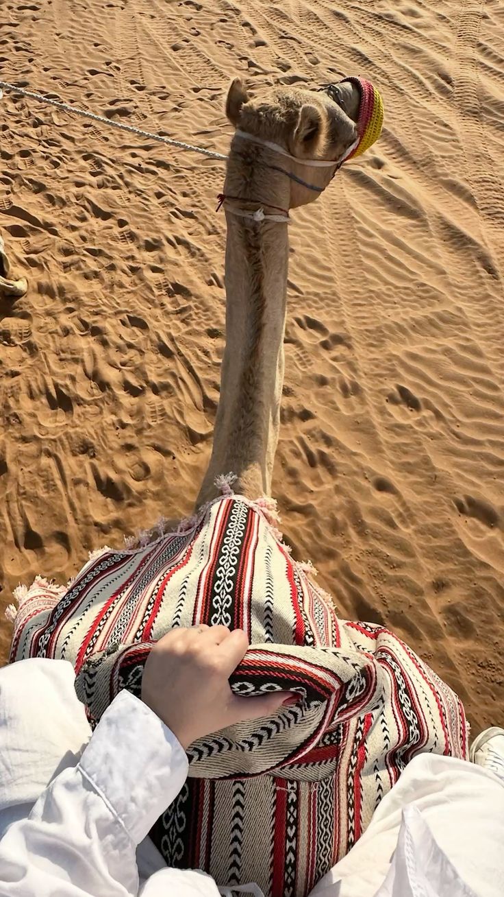 Sharm El Sheikh: 5-in-1 Quad, Camel, Dinner & Stargazing - Image 5