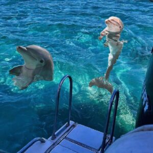 Hurghada: Dolphin House Yacht Trip, Swim with Dolphins & Lunch